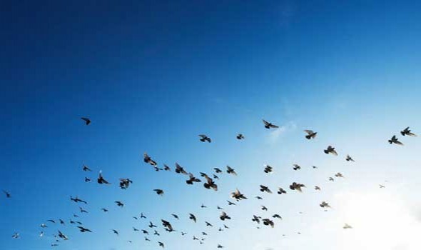 ارتفاع منسوب المياه في أفريقيا يُهدّد طيور الفلامينغو