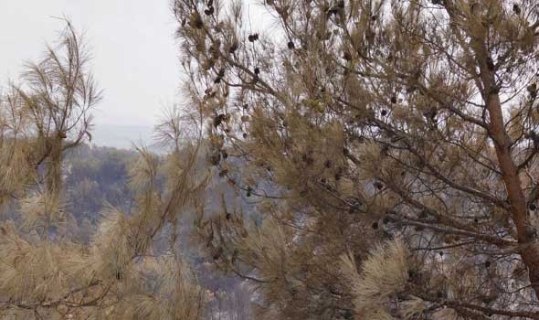  لبنان اليوم - جرس إنذار عالمي يحذر من أن ما يقرب من ثلث أنواع الأشجار عُرضة لخطر الانقراض