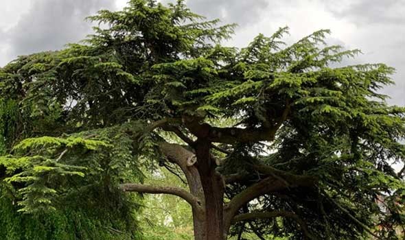  لبنان اليوم - شجرة السمّاق زراعة ريفية تقليدية في لبنان منتجة وغير مكلفة