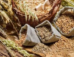  لبنان اليوم - المحاصيل الزراعية في مصر لا سيما القمح في خطر بسبب ظهور مرض "الصدأ"