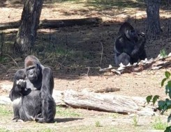  لبنان اليوم - دراسة تكشف أن القردة تتجنَّب الصراعات والتوتر بـ"اللعب"