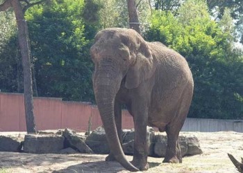  لبنان اليوم - فيل يقتل سائحاً سعودياً بعدما هاجمه خلال رحلة سافاري داخل حديقة في أوغندا