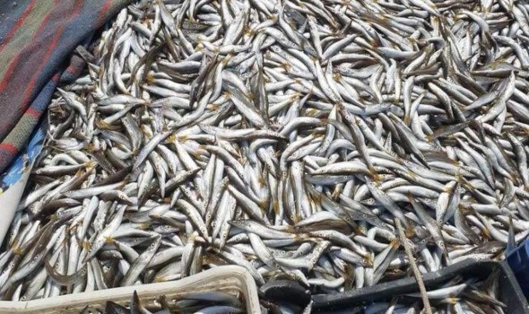  لبنان اليوم - أسماك السردين تدفع ثمن التغيرات البيئية وأصبحت أصغر حجماً