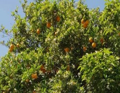  لبنان اليوم - فوائد مذهلة للبرتقال الأحمر أبرزها نزُول الوزن