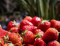  لبنان اليوم - أخصائية تغذية تحذر من مخاطر الإفراط في تناول الفراولة