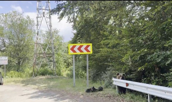  لبنان اليوم - سائح في رومانيا يوثق لحظاته الأخيرة بهاتفه قبل أن يلقى حتفه بعد هجوم عنيف من دب بري